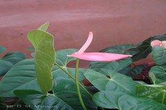 Anthurium andraeanum
